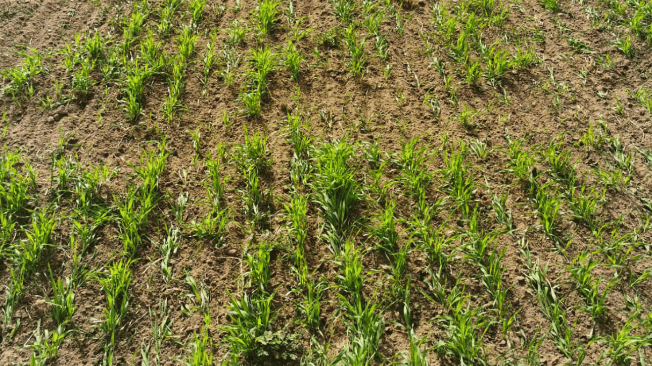 Bronowanie odchwaszczające